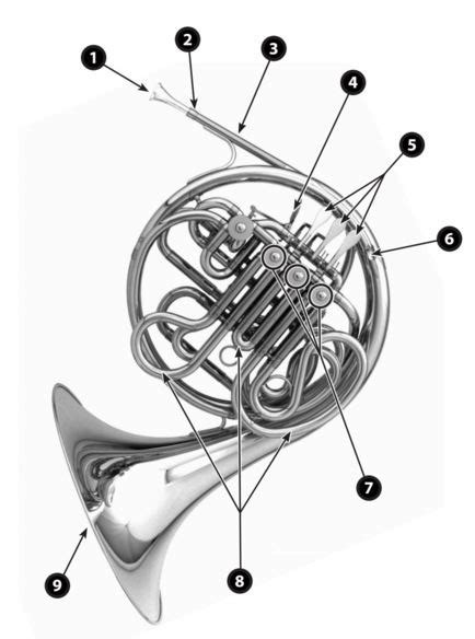 French Horn Part Identification Diagram Quizlet