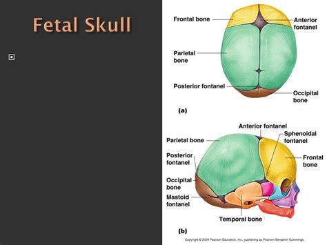 Ppt Skull Powerpoint Presentation Free Download Id6488708