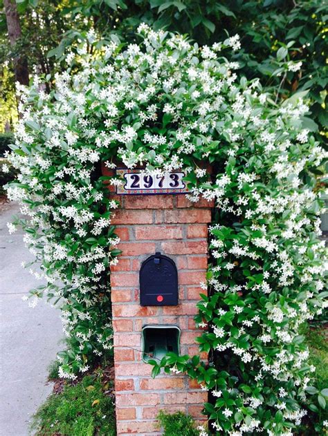 3 Gal Confederate Jasmine Fragrant Blooms Beautiful Vining Plant