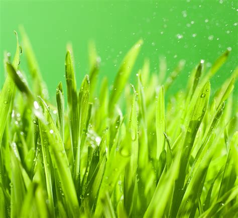 Fresh Green Grass Complete Turf Supplies