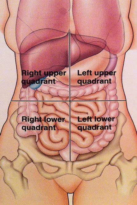 Abdominal Organ Anatomy Quadrants Anatomical Relations According To
