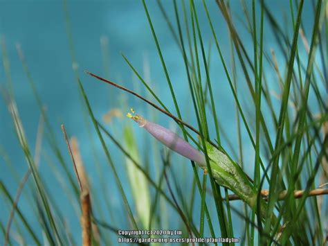 Southern Needleleaf Tillandsia Setacea In The Air Plants Database