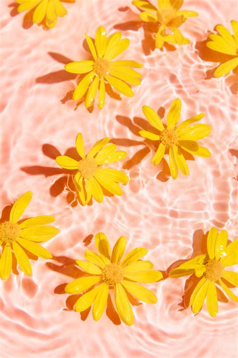 Yellow Daisy In Pink Pool Water Yellow Aesthetic Pastel Yellow