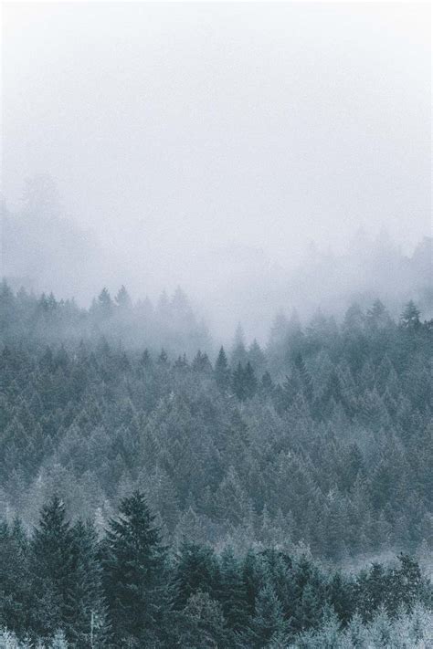 Foggy Icy Green Pine Trees Scenery Image Free Photo
