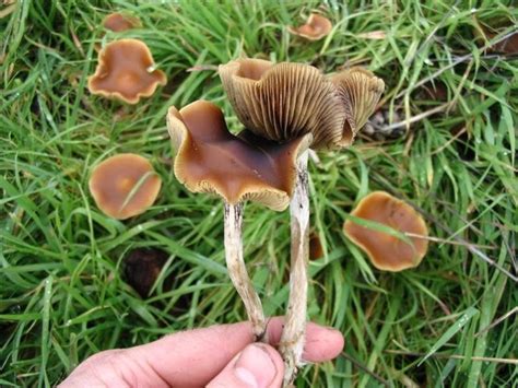 Scientists Discover Tripping On Shrooms Is Like Dreaming