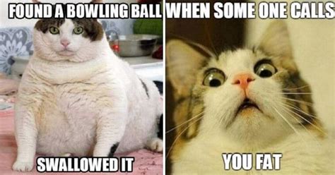 Try Not To Laugh When You See These Funny Fat Cat Memes Olip Fun