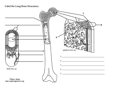 Long Bone Anatomy And Physiology