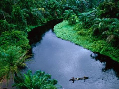 10 Interesting The Congo Rainforest Facts My Interesting Facts