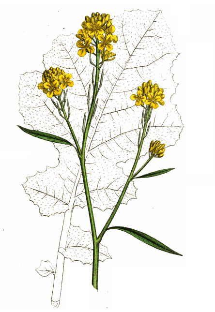 Mustard Seed Plant Drawing