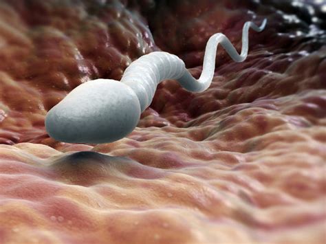 How Long Can Sperm Live Can Sperm Survive After 3 Days Facts About
