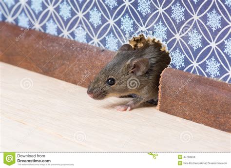 Fue tal impacto que se devolvió a su casa. El Ratón De Casa (musculus De Mus) Consigue En El Cuarto A ...