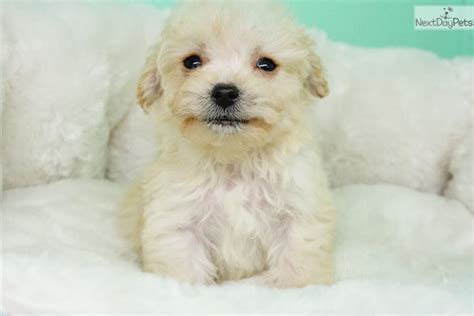 Tenía la mirada penetrante she had a penetrating gaze. Poma-Poo - Pomapoo puppy for sale near Orange County ...