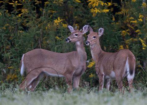 Dan Gomola Wildlife Photography End Of Summer Transitions Of The White Tailed Deer