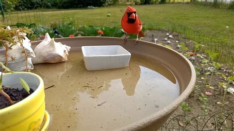 Includes a sturdy metal hanger than can the beautiful spice round ceramic hanging birdbath adds elegance and color to any garden. Bird bath Bluebird - YouTube