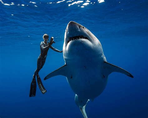 Weißer Hai Taucher Filmen Unglaubliche Begegnung Mit Deep Blue