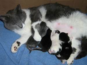 Как выглядят соски у кошки Как выглядят соски у кошки