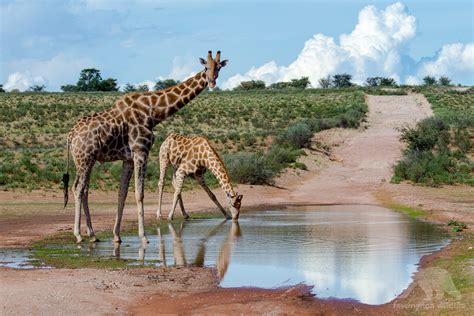 kgalagadi transfrontier park 2017 fascination wildlife