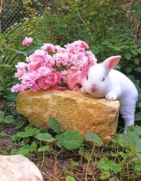 Bunny And Pink Roses