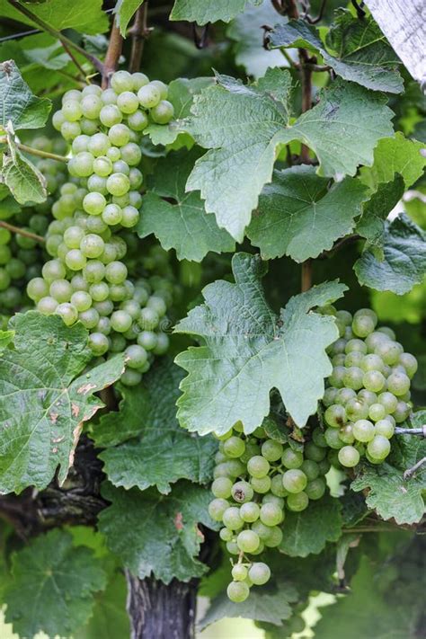 Riesling Grapes Stock Image Image Of Wine Food Color 38202287