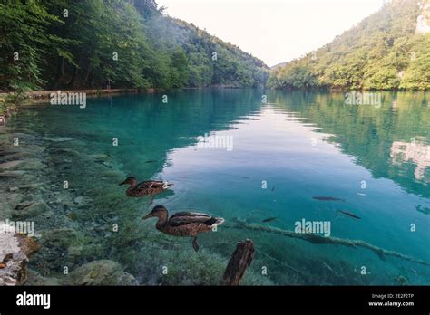 Plitvice Lakes Wildlife Hi Res Stock Photography And Images Alamy