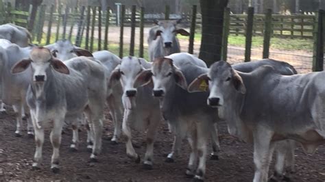 Bulls from these three breeds were mated with european cows to produce brahman cattle, which most closely resemble the guzerat breed. Brahman Bred Heifers for sale in Florida - YouTube