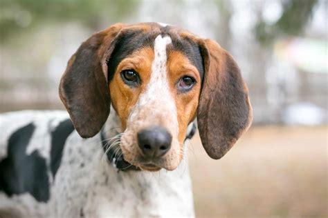 Beagle Coonhound Mix Puppies