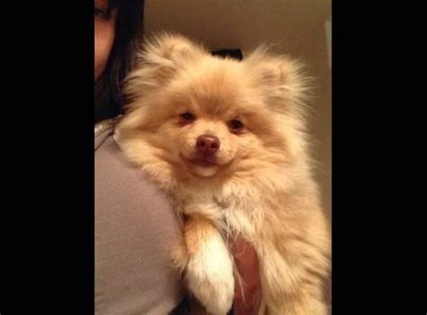 6 Month Old Female Pomeranian Puppy For Sale In Salt Lake City Utah