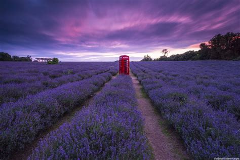 Englands Loveliest Lavender Fields Visitbritain