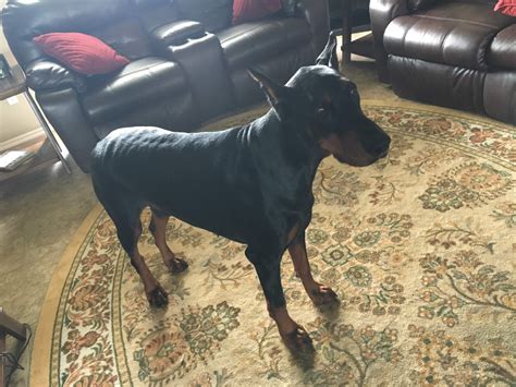 Doberman Pinscher Puppies For Sale Claremore Ok 307505