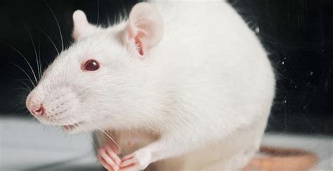 Klasifikasi Dan Morfologi Tikus Putih Rattus Novergicus Ilmu