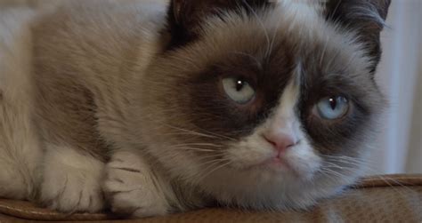 What Irks Tard The Grumpy Cat Rtm Rightthisminute