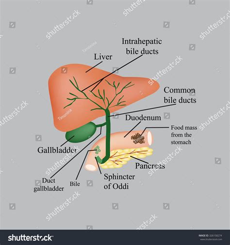 Anatomical Structure Liver Gallbladder Bile Ducts Stock Illustration