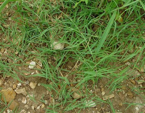 Rumput grinting (cynodon dactylon), lulangan (eluisine indica); النجيل أو النّجم : العشب المدمّر .. طرق التخلص منه