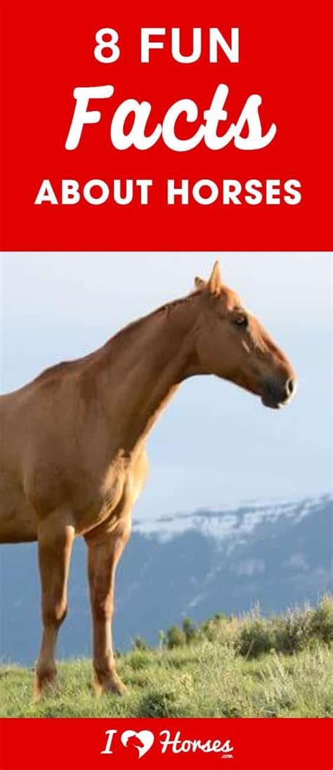 8 Fun Facts About Horses