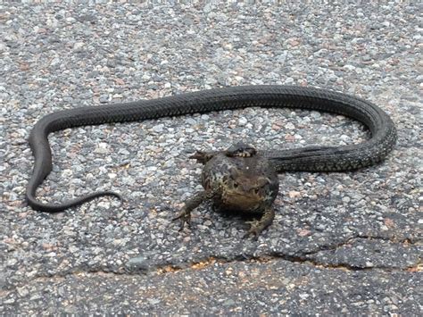 Merparten huggormar är runt 60 cm långa. Huggorm i sikte … igen | Havstoviken, Alnö:s Smaragd