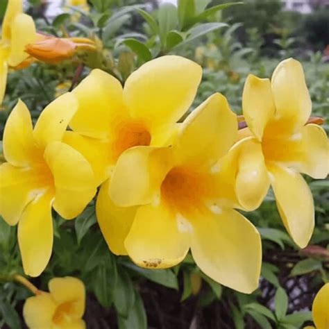 Yellow Bell Flower Meaning Marietta Shook