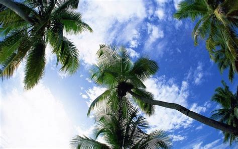 Palm Tree Wallpaper And Background Image 1680x1050 Id383397
