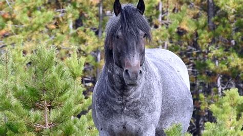 Beautiful Alberta Wild Horses Sept 08 18 Youtube