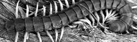 Kill Centipedes In Jamaica Go Pest Control