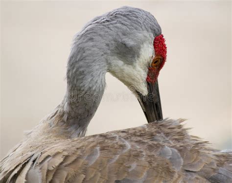 Sandhill Crane Closeup Of Red Head Stock Image Image Of Gazebo River