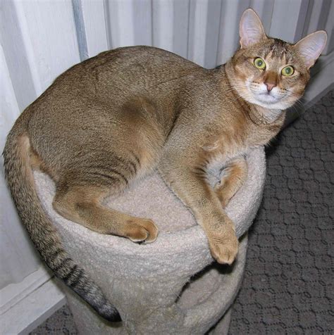 Ultimate Cat Hybrid Cat Breeds Chausie