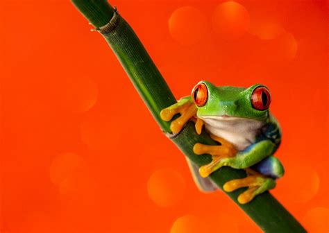 Download Amphibian Red Eyed Tree Frog Frog Animal Red Eyed Tree Frog Hd