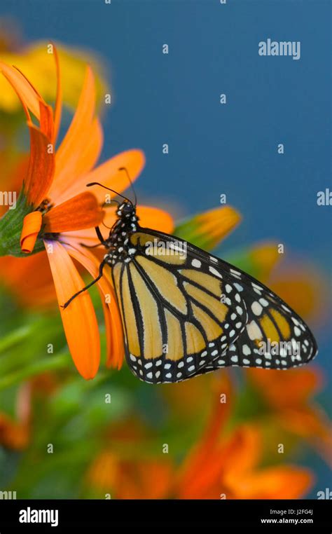 Monarch Butterfly Danaus Plexippus Stock Photo Alamy