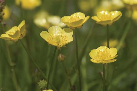 Plant flowers contain female parts called pistil and male parts called stamen which allow the plant to reproduce. Buttercups focus light to heat their flowers and attract ...