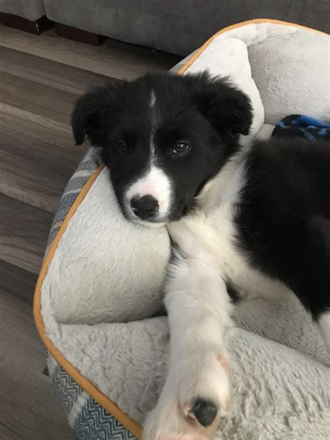 We did not find results for: Border Collie Puppies For Sale | Twin Falls, ID #318829