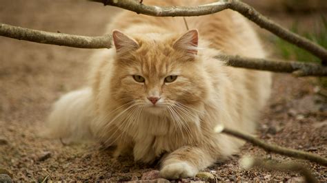Red Haired Norwegian Forest Cat In Nature Desktop Wallpapers 1920x1080