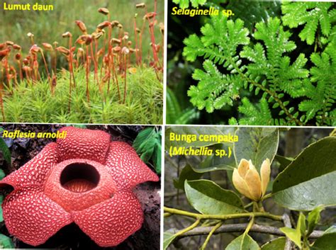 Pembagian Persebaran Flora Dan Fauna Di Indonesia Materi Belajar