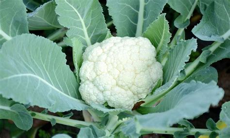 How To Grow Cauliflower Planting And Caring For The Cauliflower Plant