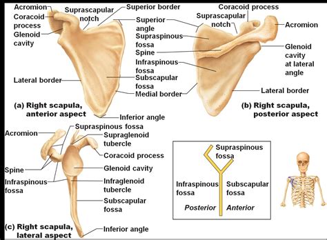 Anatomy Of Scapula Bone Shoulder Blade Muscles Health Medicine And