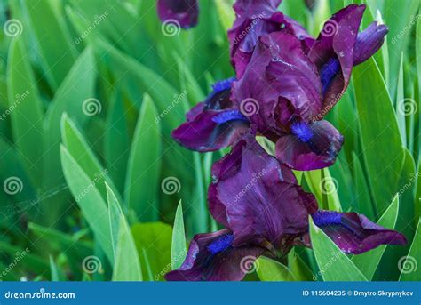 Spring Flowers Purple Irises In The Garden Stock Image Image Of